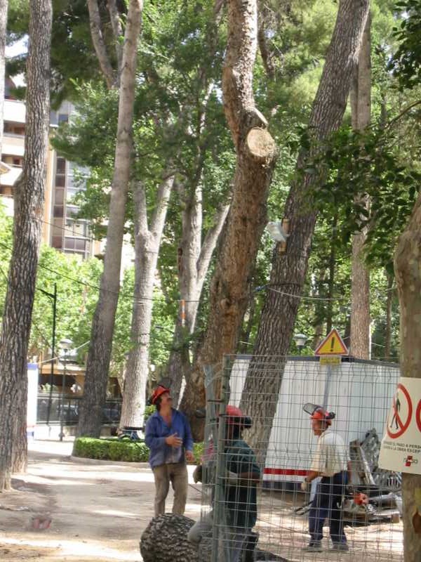 Equipo coordinando la tala desde tierra
